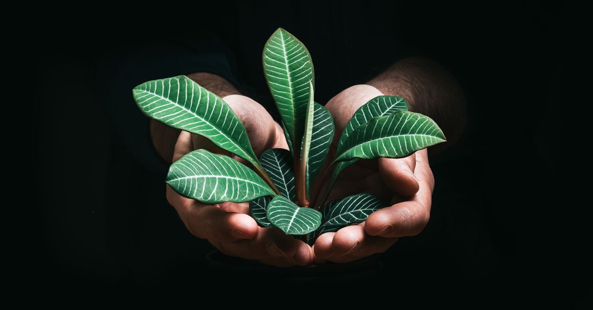 Green seedling representing a sustainable future